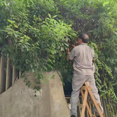 树木岭社区打响蓝天保卫战，清理老旧小区杂草