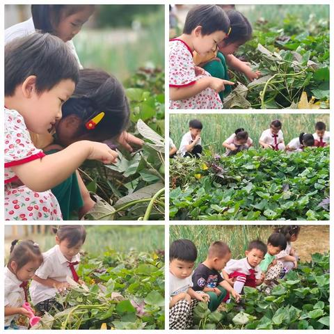 快乐“薯”与你——南张中心幼儿园郑庄分园主题活动