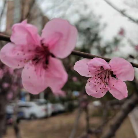 桃花眼