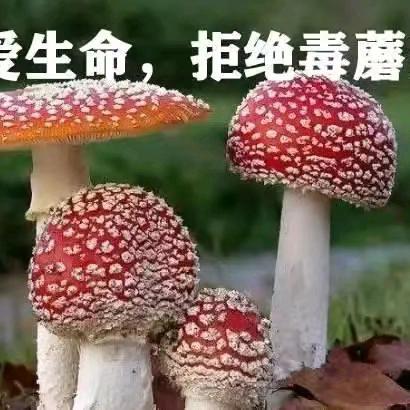 珍爱生命，远离毒蘑菇——和溪镇幼儿园预防野生蘑菇中毒致家长一封信