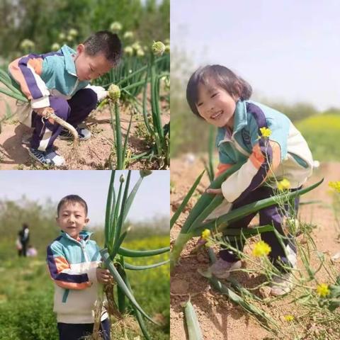 雨润百谷，万物生长——三门峡市第二实验幼儿园大五班谷雨主题活动