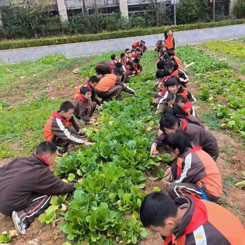 务川县第四小学劳动课程体验之乐