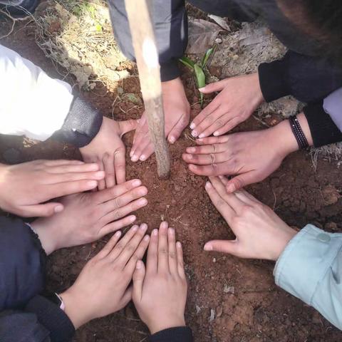 种植梦想，遇见快乐一一高山镇中心小学植树活动