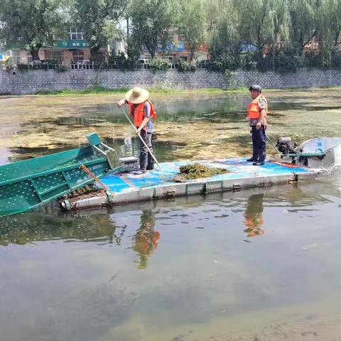 清障除隐患 护河保平安｜南山区全力开展河道行洪树木清理工作