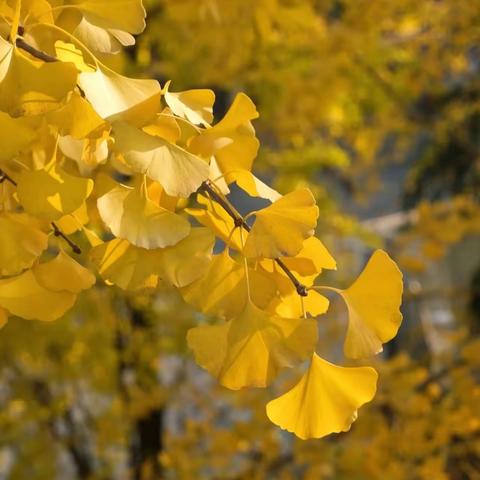 落叶🍂Show  Time