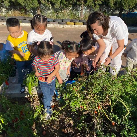 亲近自然，收获喜悦——白音花镇中心幼儿园中班秋收活动
