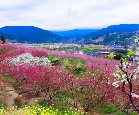 赴一场桃花之约——淳安县名师后备班小学组赴宁波跟岗学习记