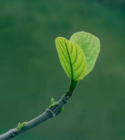 “教”无涯    “研”无尽                      ——岗头小学语文教研活动