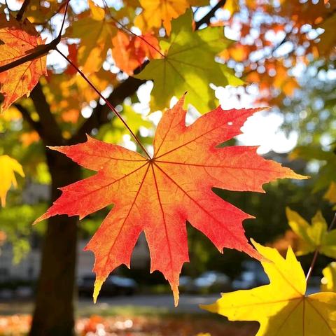 《“幼”见秋天之叶》——汾西县府底小区幼儿园园本课程