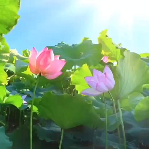 诗词传古韵 童心伴成长——青县盘古镇塔寺庄小学古诗词展示活动