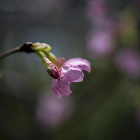 祖国处处盛樱花，何必远渡就东洋。