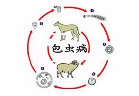 “预防包虫病     从我做起”和静县第九小学预防包虫病主题班会