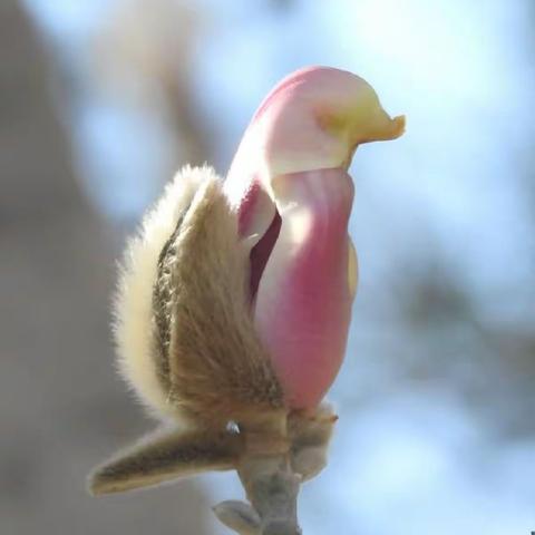 玉兰花“🐤”型