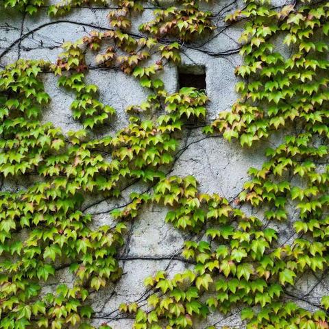 植物“真”察记 ——山西师大实验小学四年级观察实践活动