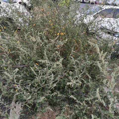 “党员义务除草   美化工作环境”主题党日活动