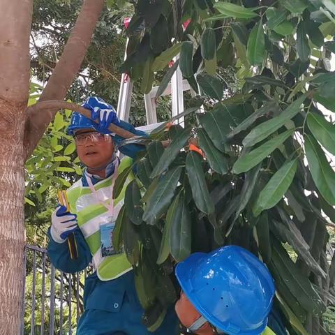 “匠心”大比拼，只为城市更美丽!勐海侨银科技有限公司组织绿化人员积极参与技能竞赛