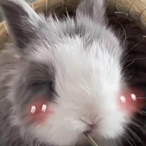 芝麻