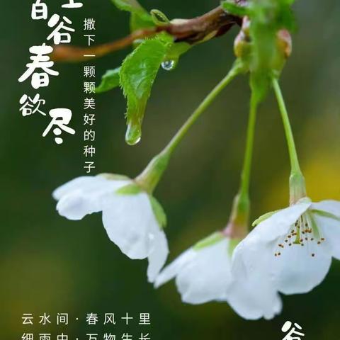 “雨生谷雨，时值暮春”——榆林市妇联幼儿园中四班二十四节气主题活动