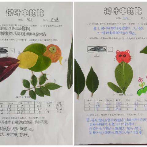 始于实践 达于素养—桥山小学六年级数学综合实践活动之“树叶中的比”