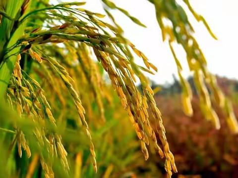 光盘行动，从我做起——新年余幼儿园“厉行勤俭节约，制止餐饮浪费行为”倡议书