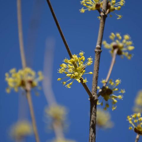 原来山茱萸的花也这么美