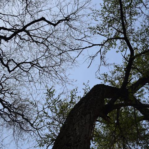 清明散章之一：黄土边想坟