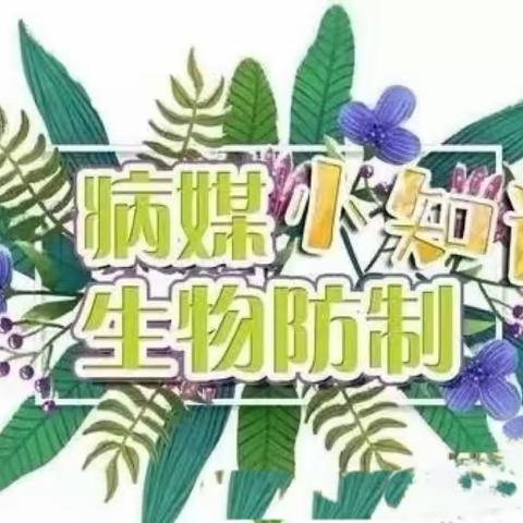 预防病媒生物，守护幼儿健康——桃李汇金幼儿园病媒生物防制知识宣传