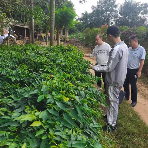 锦丰村开展2023年第四季度的非法种植制毒原植物踏查专项行动工作