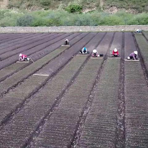 【“三抓三促”行动进行时】              大峪林场西尼沟苗圃近期工作开展情况纪实