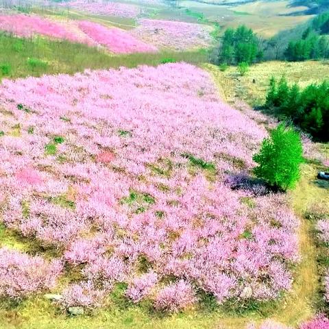 新甸桃花送你一场粉色的童话，温暖整个春秋和冬夏