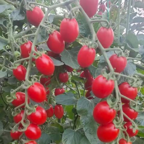 新甸镇红红火火、甜甜美美的“一村一品、一乡一业”