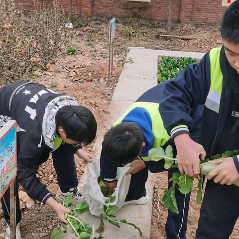 让校园劳动教育成为学生成长的乐园