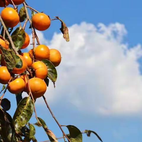 金秋“柿”节，共赏校园盛“柿”——呼家庄中学开展摘柿子和谐劳动实践活动