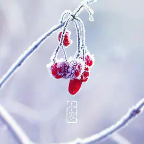 “别样小寒❄️，乐暖冬日❣️”——大班组“小寒”节气活动