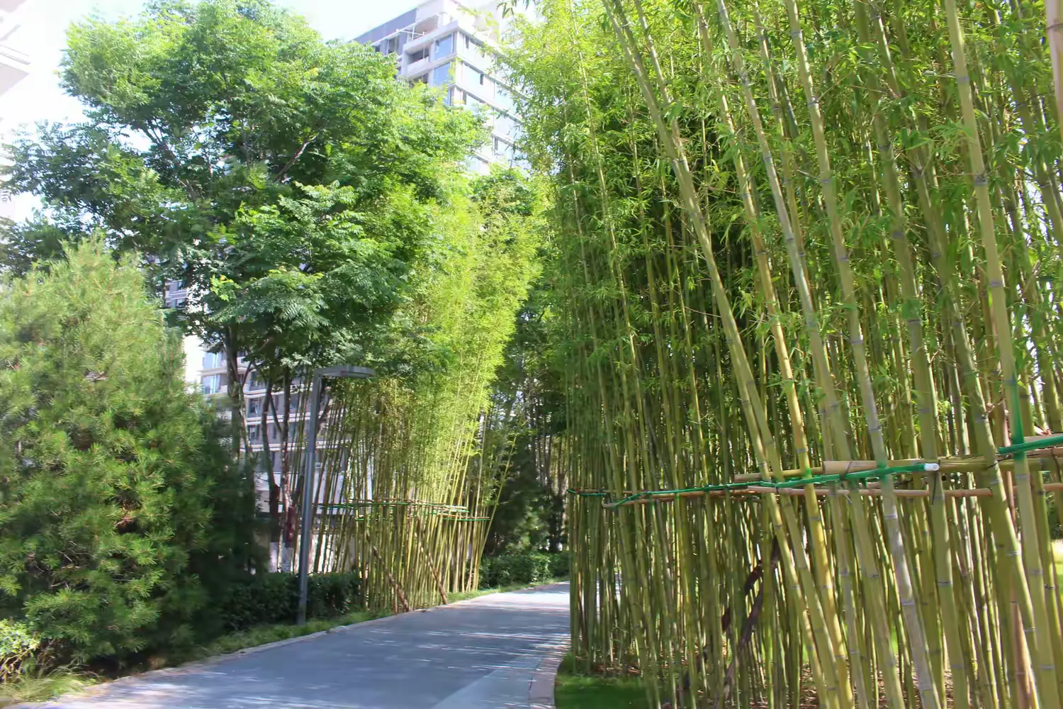 简篇-“盛夏绿遮眼,此花红满堂”:园区的紫薇花开了