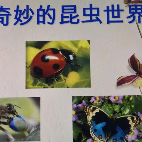 走近昆虫 趣味“虫”生——环城小学七彩鱼中队开展科普活动