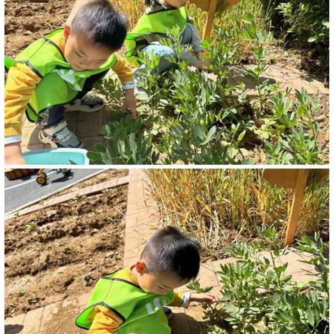 【课程故事】“豆”来“豆”趣——铜山实幼天津路分园小一班课程故事