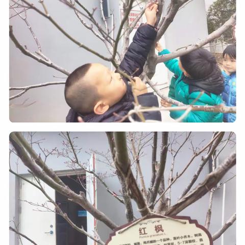 【课程故事】你好，树叶！——铜山实幼天津路幼儿园小四班课程故事