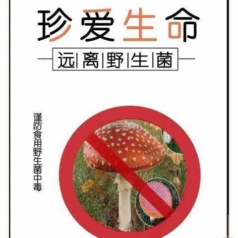 来榜中心幼儿园预防野生菌安全知识宣传《珍爱生命，远离野生菌》