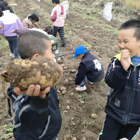 土豆成熟季  快乐收获时——逊让中心学校幼儿园开展“收获土豆”劳动实践活动