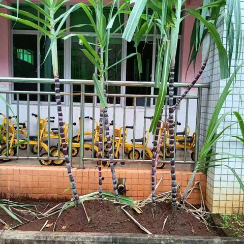 甘蔗成长记 ——文昌市锦山中心幼儿园中三班班本课程