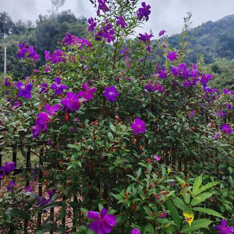 校园植物—蒂牡花