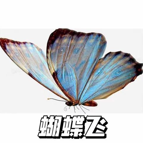 周四创意美术🎨——蝴蝶飞🦋