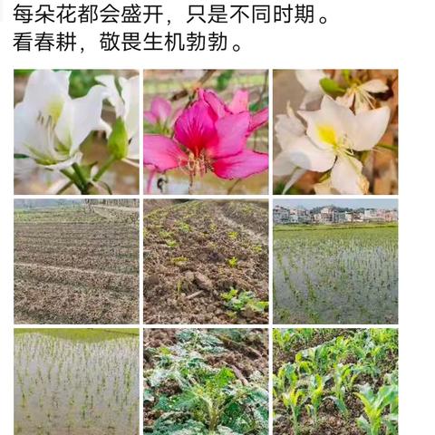 走进田间，收获喜悦 —2301班学农社会实践活动