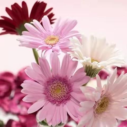 轻松生活，愉快学习——308 付延玉 小语骨干先锋队8月活动纪实