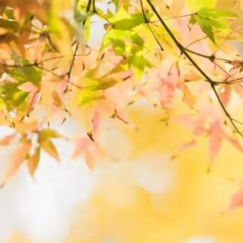 厚积薄发，细水长流——308 付延玉小语骨干先锋队十月份活动纪实