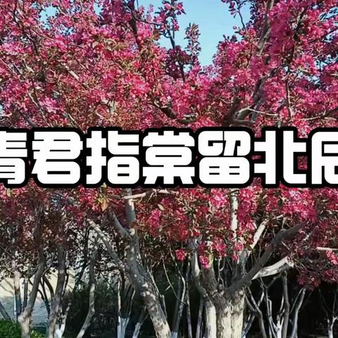 青君指棠留北辰