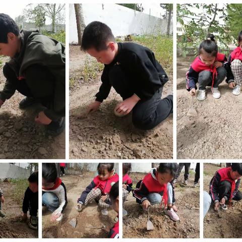 春季种花正当时一一群力小学四一班劳动实践活动