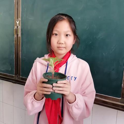 移栽凤仙花🌸一一群力小学四年级劳动实践活动