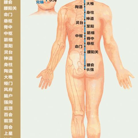 经络穴位与养生学习资料（一）